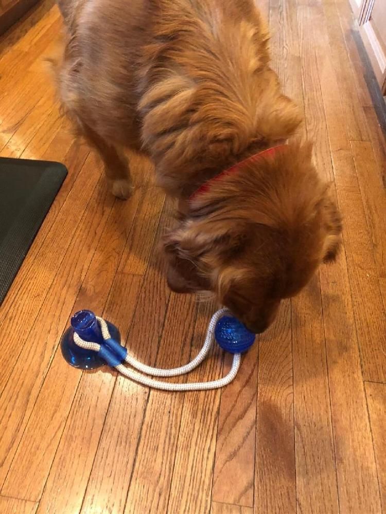 The Tug Toy Aggressive Dog Interactive Toys Your Dog