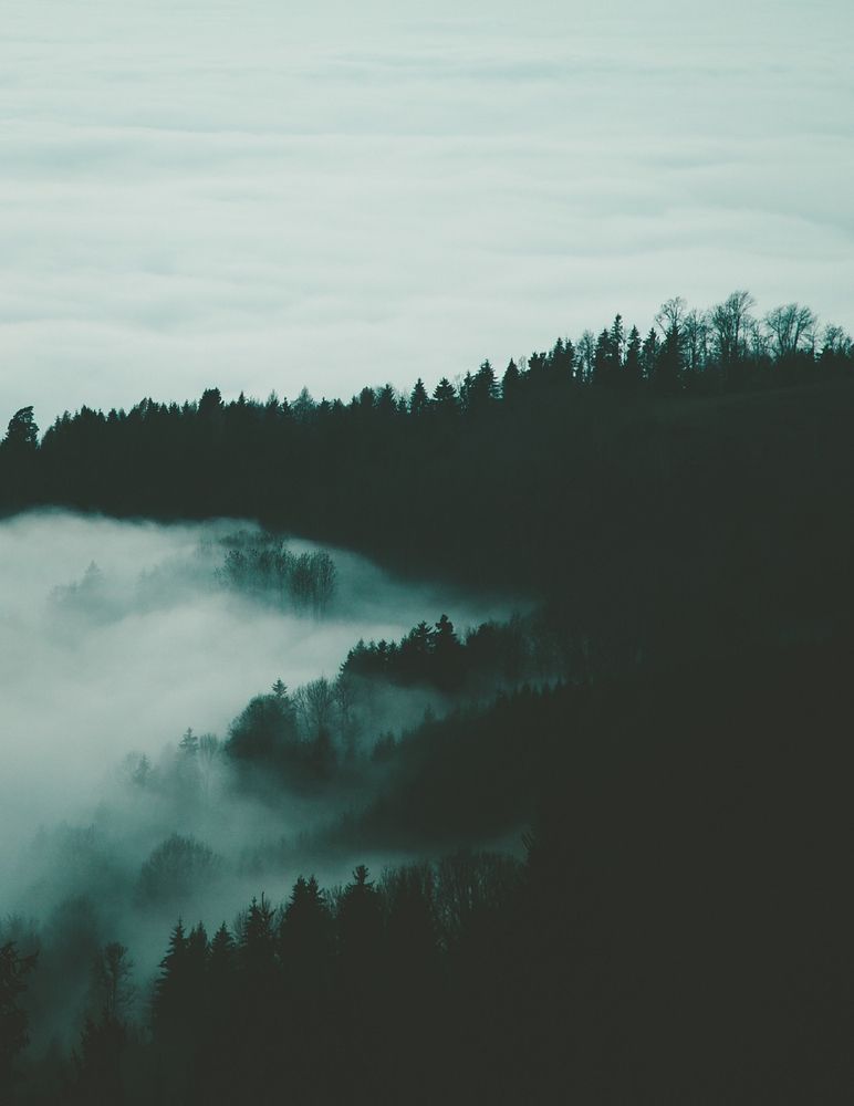 Pin by Anna Kiser on Plants/outdoors | Slytherin aesthetic, Forest
