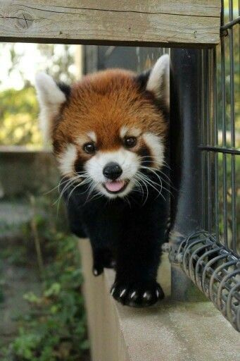 Pin By Candela On Animali Red Panda Animals Beautiful Cute Animals Pin By Candela On Animali Red Panda Animals Beautiful Cute Animals