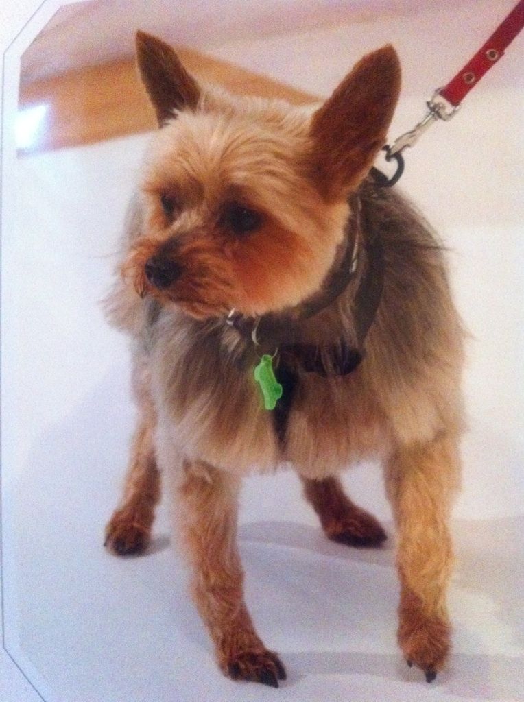 Mon Yorkshire O'Neal, le plus gentil de tous les chiens du