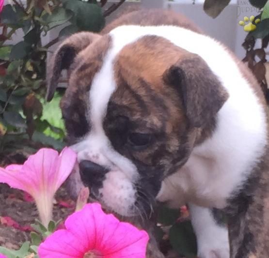 Angela English Bulldog Puppy For Sale In Hillsboro Oh