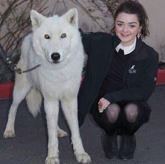 Arya Stark Masie With Ghost Game Of Thrones Game Of Thrones
