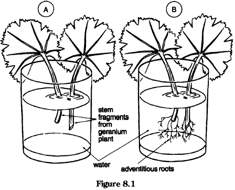 The Plants Kings And Queens Of The World Of Green Angiosperms