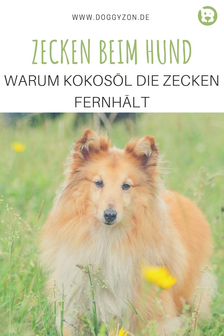 Zecken beim Hund wirksamer Schutz mit Kokosöl DoggyZon Hunde, Zecken, Zeckenschutz hund