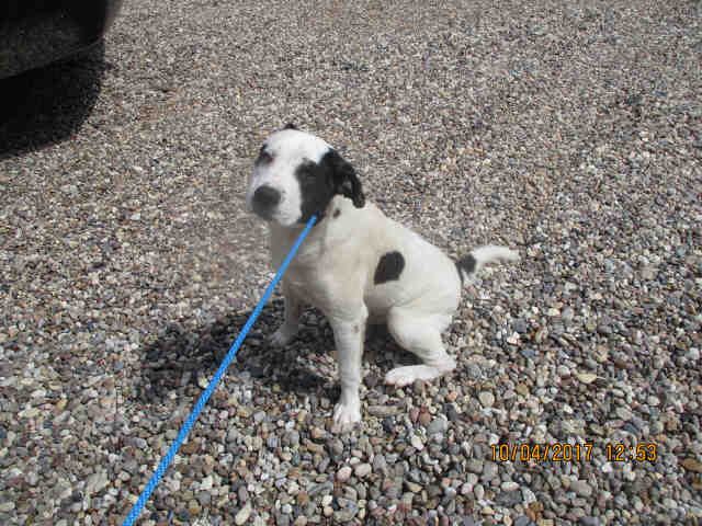 American Pit Bull Terrier Dog For Adoption In Conroe Tx Adn