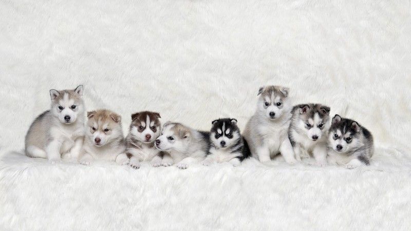 Siberian Husky Puppies Siberian Husky Puppies Dog Wallpaper