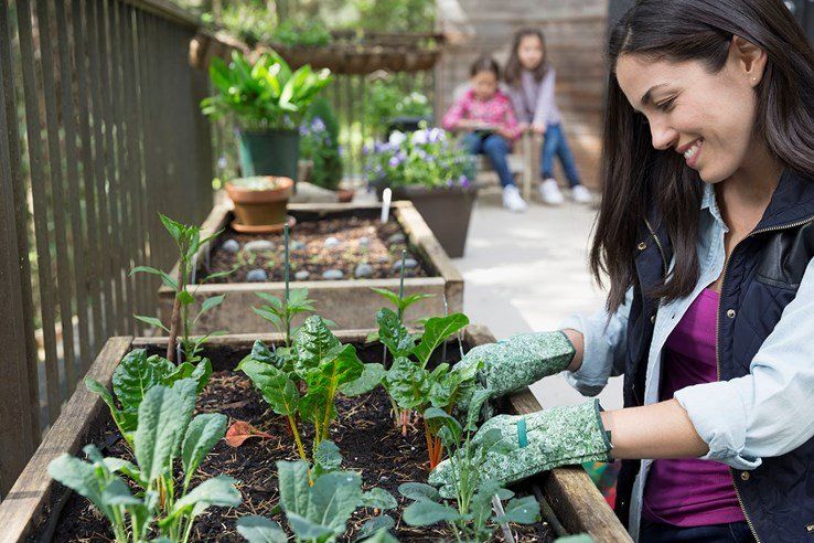 How to grow fruit and vegies in small spaces Balcony herb gardens