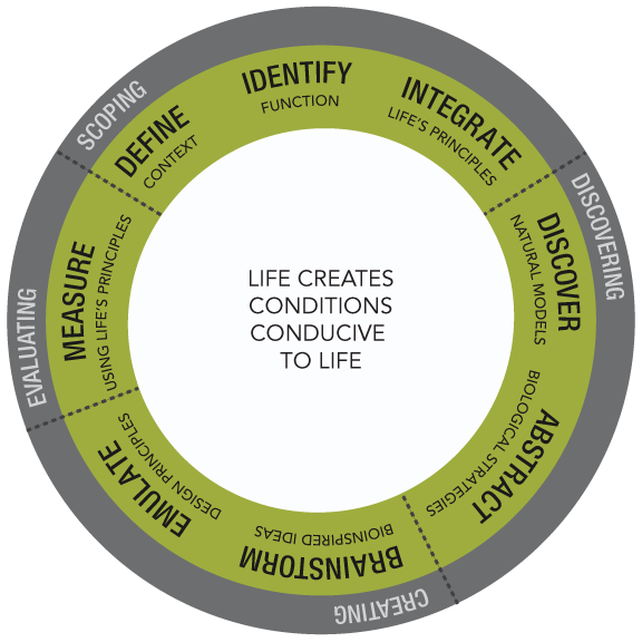 95  Biomimicry design process 