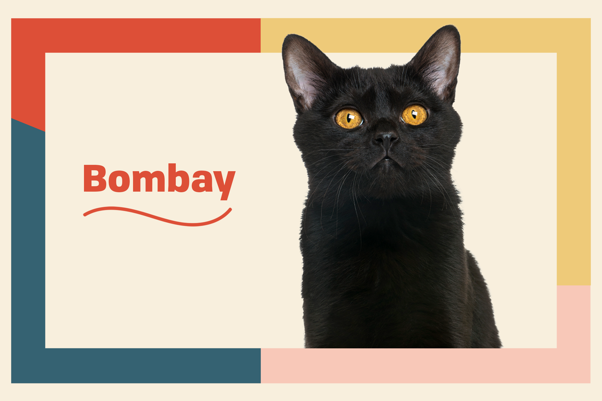 Bombay Black Cat Breeds Cat Breeds American Shorthair Cat bombay-black-cat-breeds-cat-breeds-american-shorthair-cat