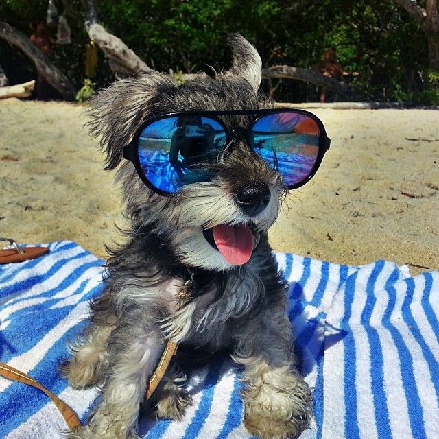 Resultado de imagen para schnauzer with sunglasses