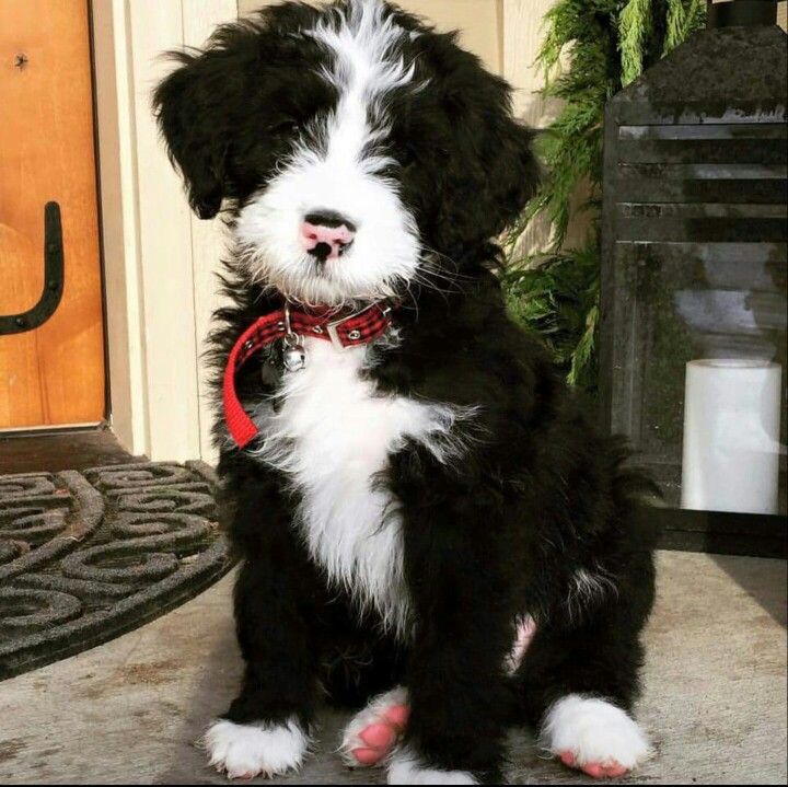 Bernese Mountain Dog/Poodle Mix | Bermese mountain dog, Dog doodles
