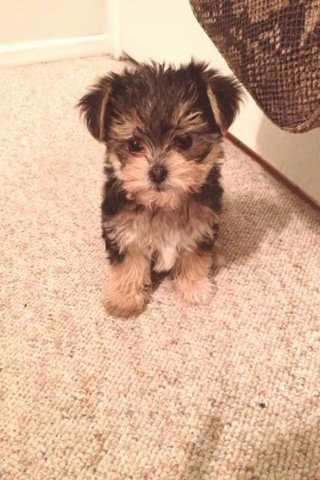 yorkie x maltese morkie yorkies yorkie x maltese morkie yorkies mejor ...
Maltese Yorkie Mix Adult
