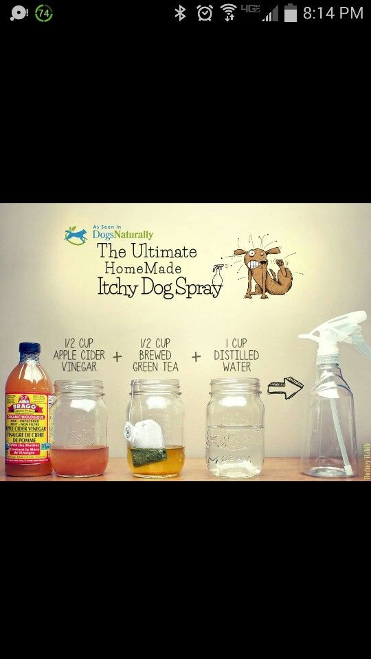 The Ultimate Homemade Itchy Dog Spray Itchy Dog Spray Itchy Dog
