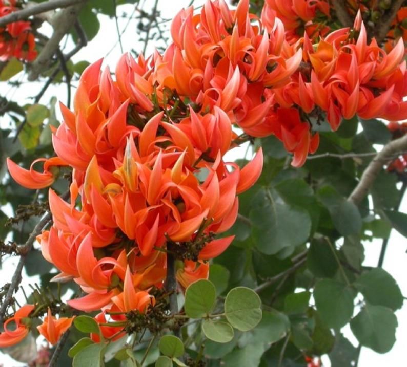 images Indian Tree With Red Flowers pin on paintings and sketches
