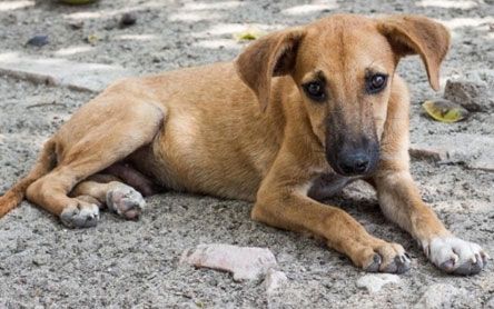 In Defense Of Animalsstop India S Stray Dogs From Becoming Dog
