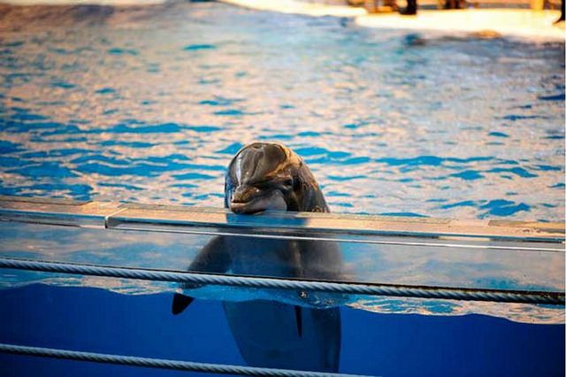 Índia encerra apresentações e proíbe cativeiro de golfinhos e baleias! Sea World, Zoo, Dolphin Tours, All About Water, Aquarium, Cetacean, India, Environmental Issues, Parcs