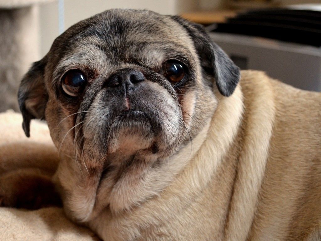 Cute Pug Dog Small Dog Animal Wallpaper Pet Pug Animal Humor