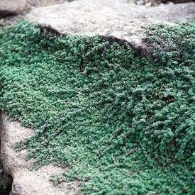 wooly thyme ground cover buy wooly thyme ground cover buy