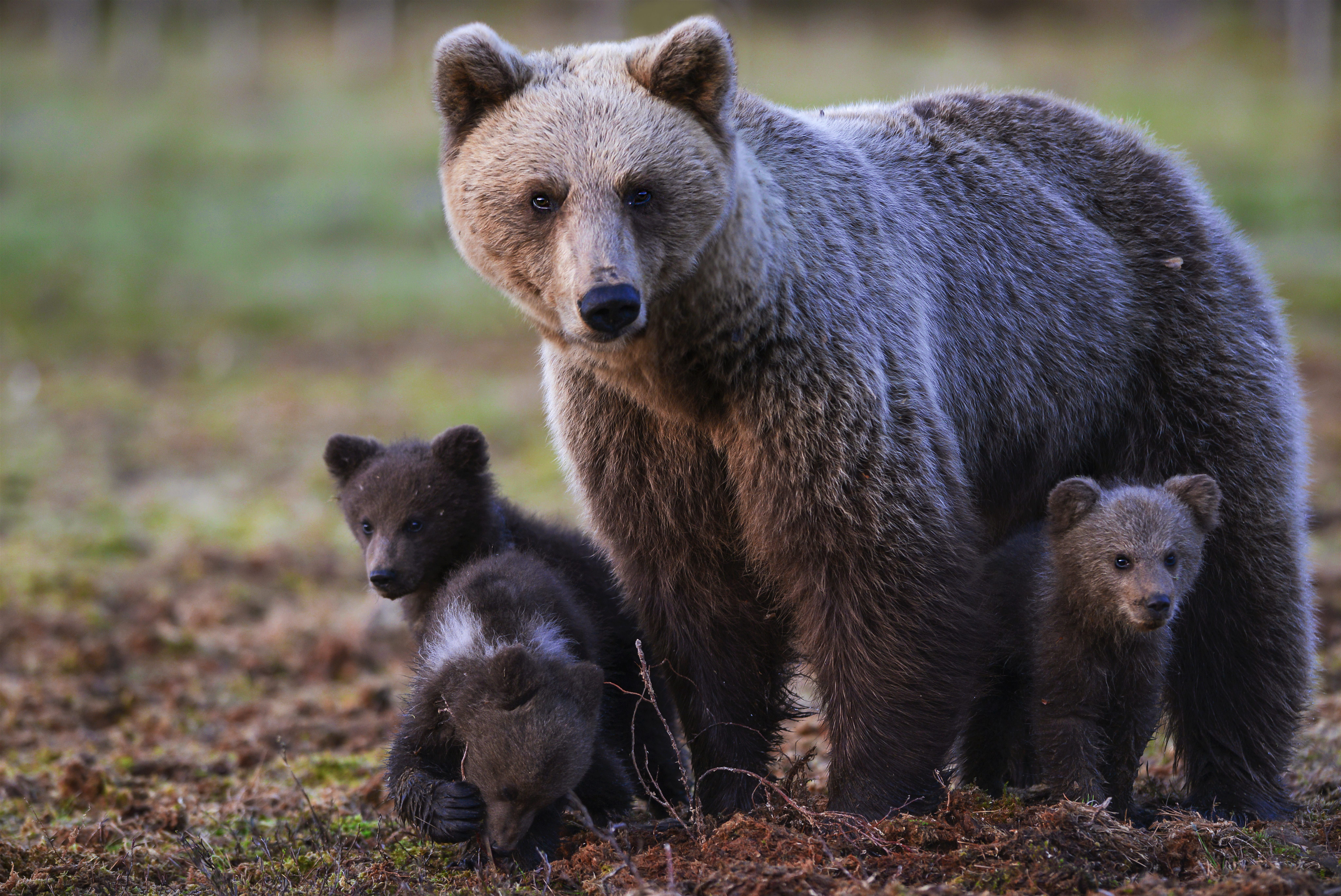 European Brown Bear Ursus Arctos Arctos In Front Of A Lake With Forest In The Background Wild Brown Bear Kuhmo Finland Scandinavia In 2020 Ursus Brown Bear Bear