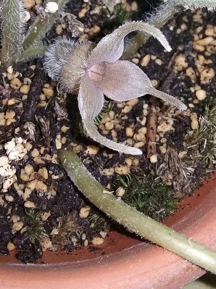 ほにゃっ 年齢は代さんの投稿 棚 観葉植物 わが家の観葉植物 珍奇 観葉植物 可愛い花 ほにゃっ 年齢は代さんの投稿 棚 観葉植物 わが家の観葉植物 珍奇 観葉植物 可愛い花