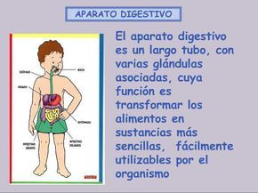 Actividades Para Ensenar El Sistema Digestivo En El Nivel Inicial Buscar Con Sistema Digestivo Para Ninos Aparatos Del Cuerpo Humano Cuerpo Humano Para Ninos