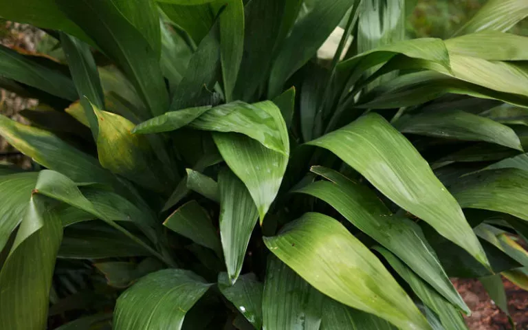 20 Plants that Grow Without Sunlight - Garden Lovers Club Plants That Love Shade, Shade Plants, Cool Plants, Indoor Plants Low Light, House Plants Indoor, Easy Care Plants, Plant Care, Plante Zz, Crassula