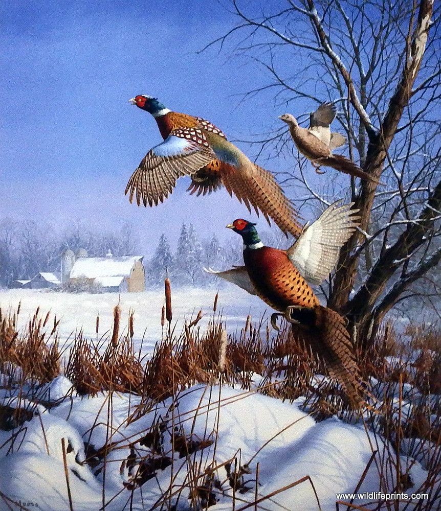James Meger Pheasant print-ROYAL FLUSH