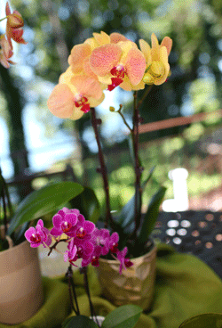 How To Care For Mini Phalaenopsis Orchids Pinterest Orchid How To Care For Mini Orchids