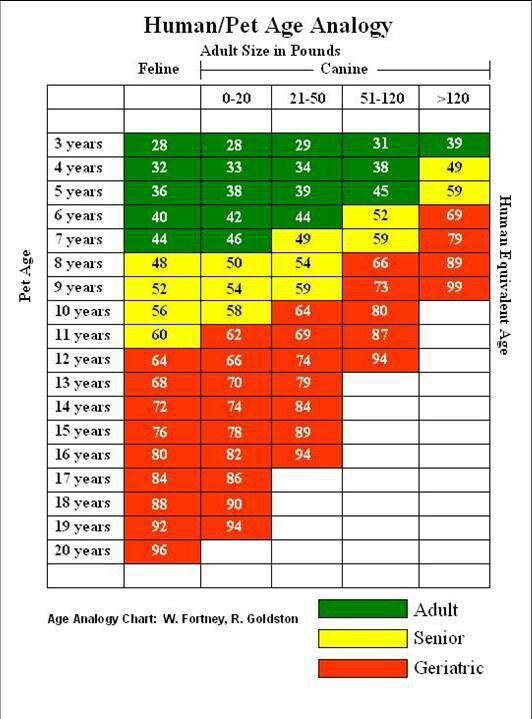 human pet age analogy all things dog pinterest dog dog age chart