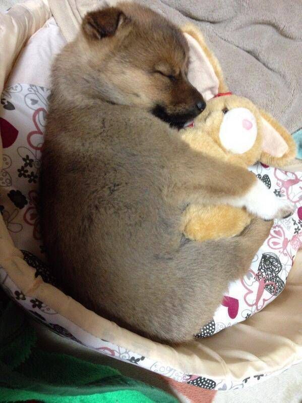 犬好き必見 とりあえず犬に癒やされてみようwwwwww ガールズvipまとめ 犬 可愛いワンちゃん かわいい動物の赤ちゃん 犬好き必見 とりあえず犬に癒やされてみようwwwwww ガールズvipまとめ 犬 可愛いワンちゃん かわいい動物の赤ちゃん