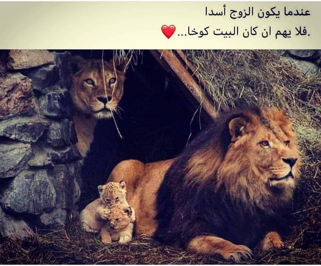 ن اجمل الحسابات الأدبية التي تستحق المتابعة اجمل حساب للأقتباسات والخواطر Sde8i Sde8i S Favorite Book Quotes Book Instagram Arabic Quotes