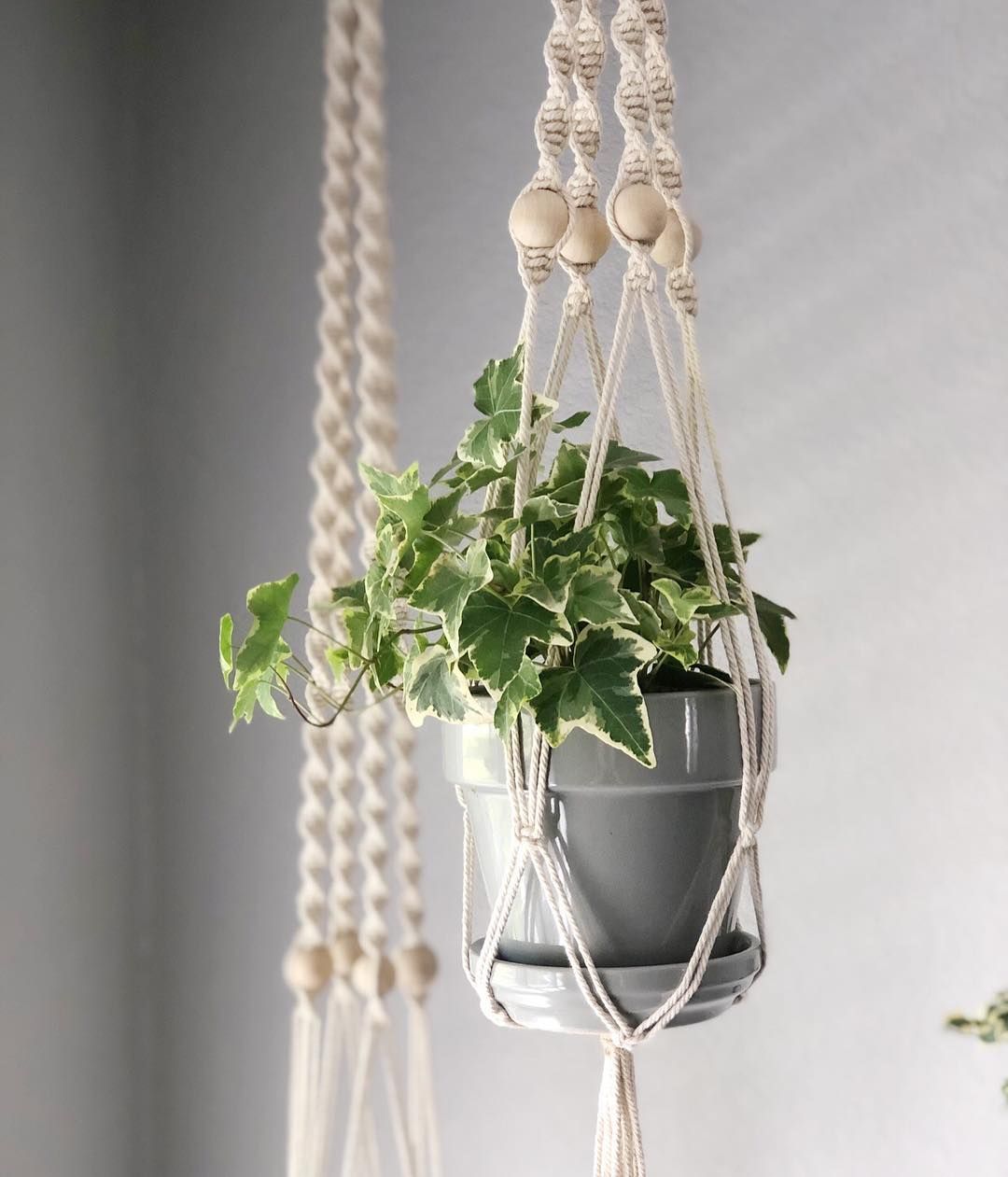 english ivy hanging plants trailing plants hedera helix air english ivy hanging plants trailing plants hedera helix air