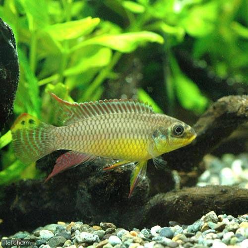 ボード Texas Dwarf Cichlid Fiend のピン ボード Texas Dwarf Cichlid Fiend のピン