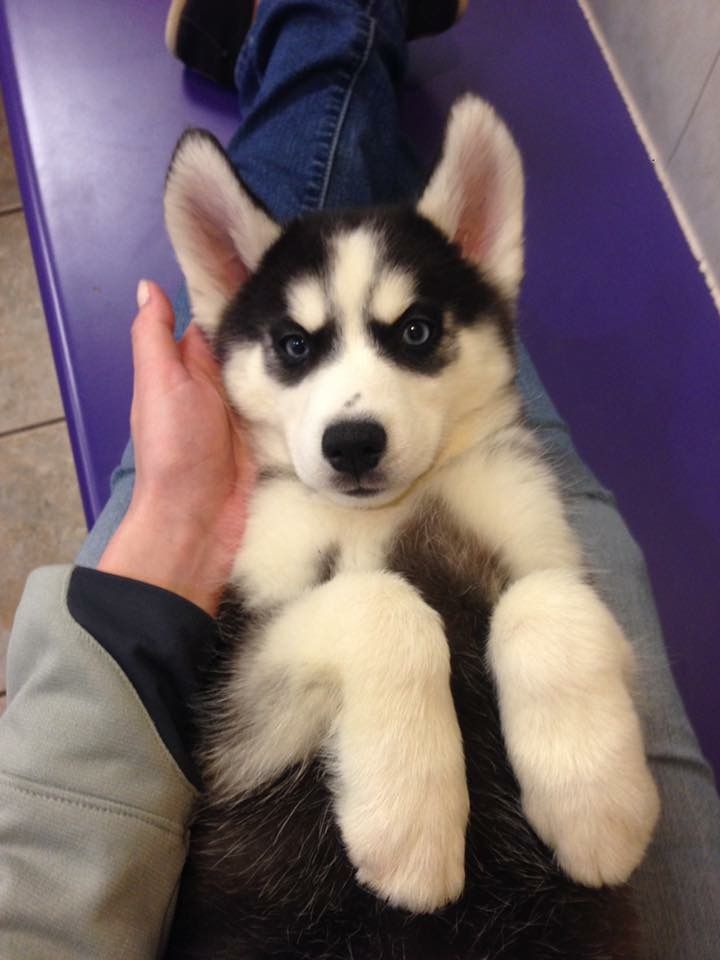 Allyaska Husky Pup Husky Puppy