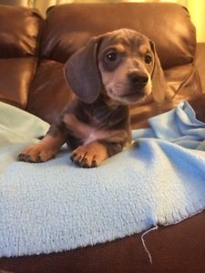 Adorable Doxie Baby In Moncton Doxie Puppies Dachshund Love