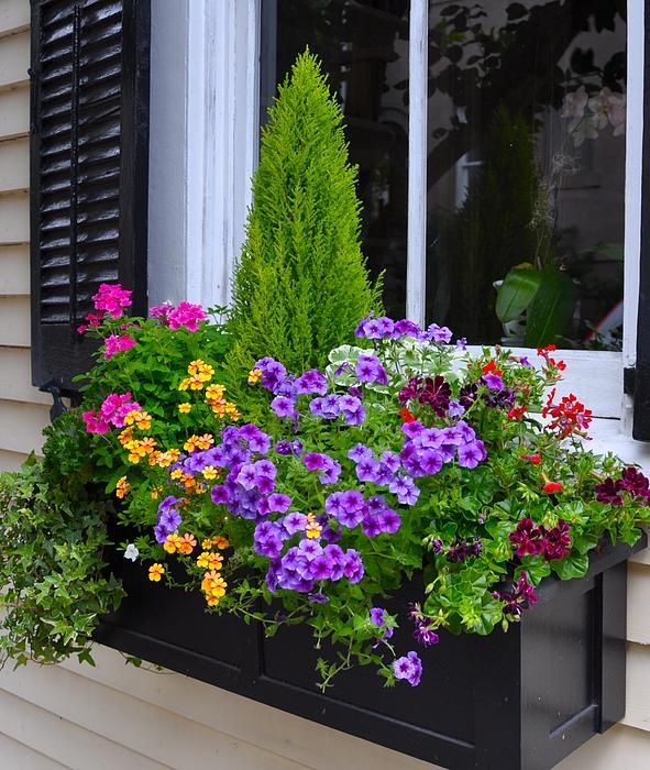 My Window Boxes Late May by Lori Kesten | Window planter boxes, Planter box plans, Window box flowers