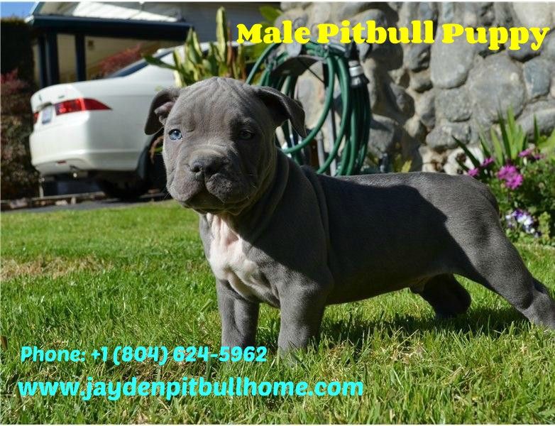 You Re Looking For A Playful Pitbull Puppy Or Dog We Have The