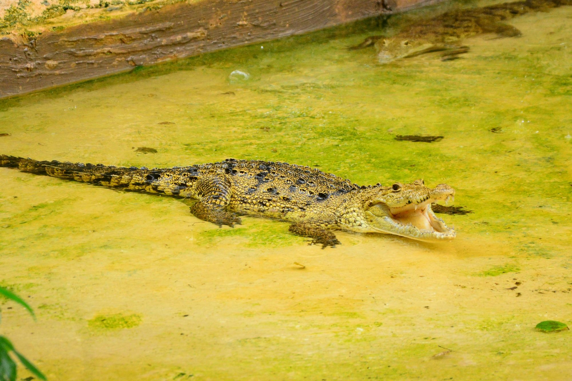 cabo san lucas cenotes