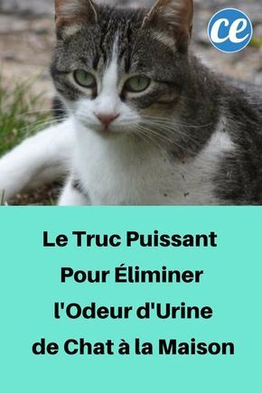 Mon Chat Urine Partout! Ce Que Vous Devez Faire