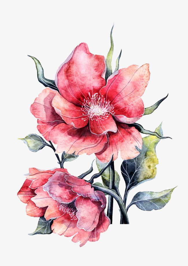 Watercolor Pink Roses Flowers Leaves With Images Flower
