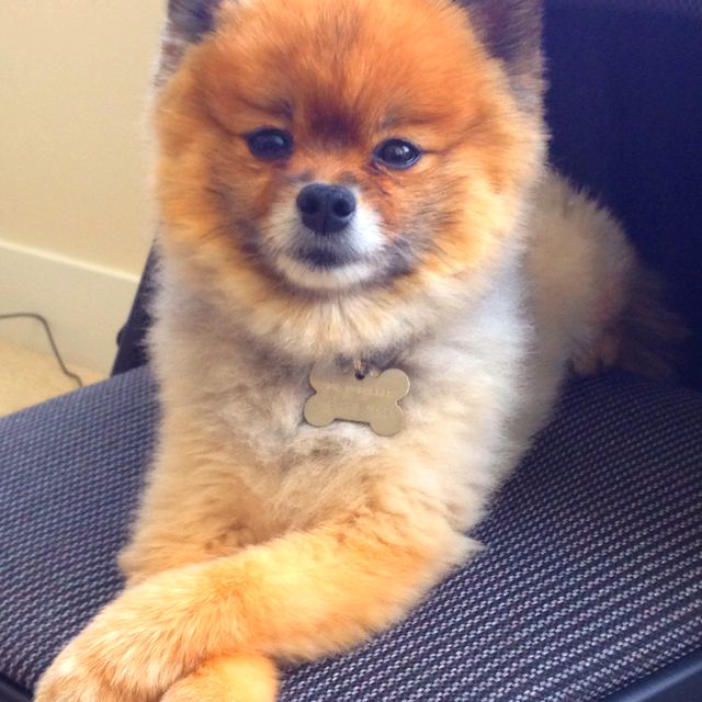 Indy Our Office Dog Office Dog Animals Real Estate Sales