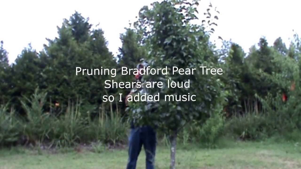 Tree T Bradford Pear Gas Shears Video By Soaps N Suds Tree T Bradford Pear Gas Shears Video By Soaps N Suds Such
