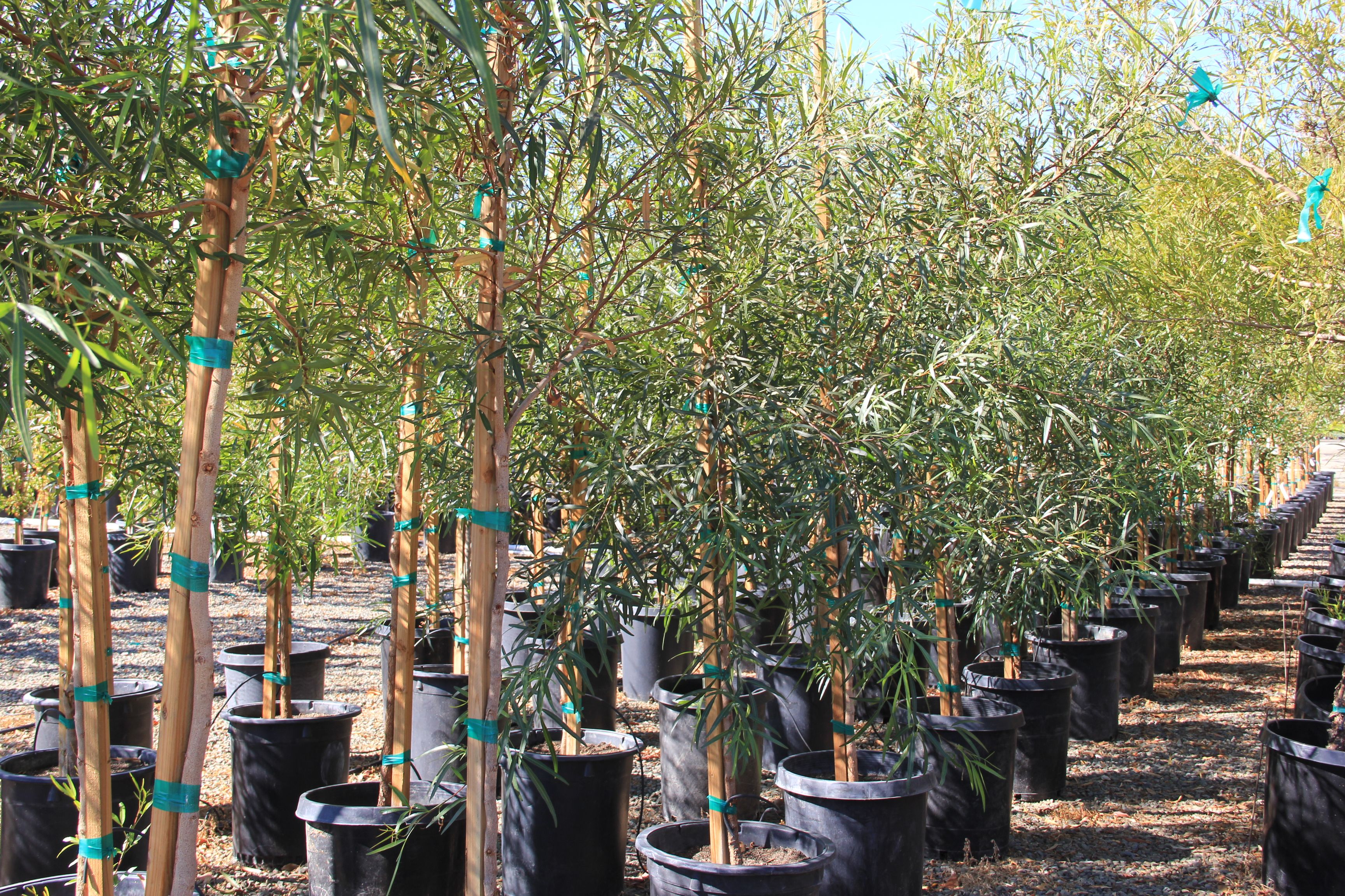 Western Star Nurseries Wstarnursery On Pinterest Western Star Nurseries Wstarnursery On Pinterest