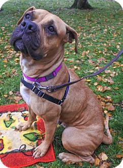 Dotty (OR) Pitbull terrier, Bull terrier dog, Terrier dogs