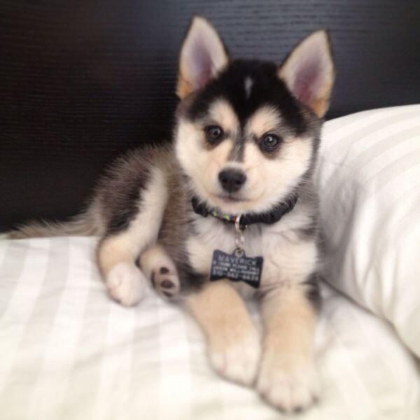 ワンちゃん画像館 可愛い犬 ペット シベリアンハスキー ワンちゃん画像館 可愛い犬 ペット シベリアンハスキー
