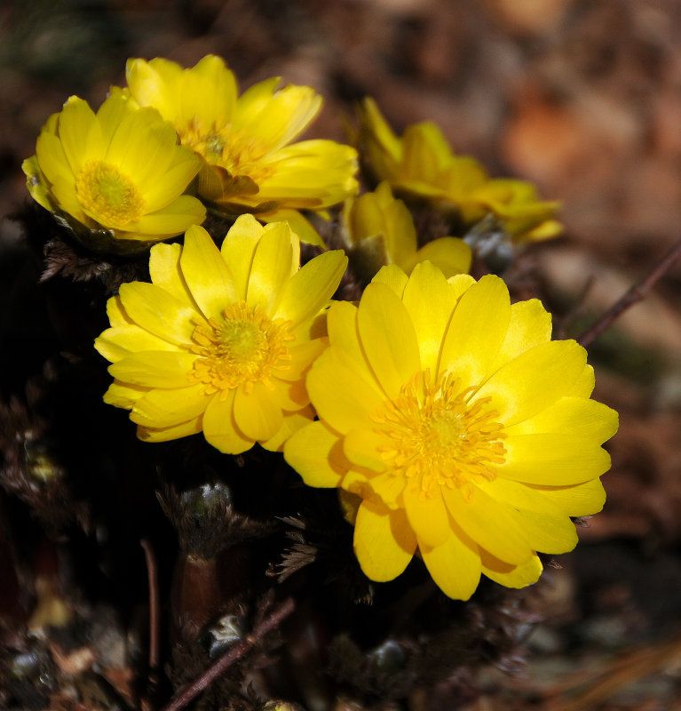 15 Adonis Amurensis Pheasant S Eye Amur Adonis Ranunculaceae Ideas In 21 Plants Flowers Pheasant 15 Adonis Amurensis Pheasant S Eye Amur Adonis Ranunculaceae Ideas In 21 Plants Flowers Pheasant