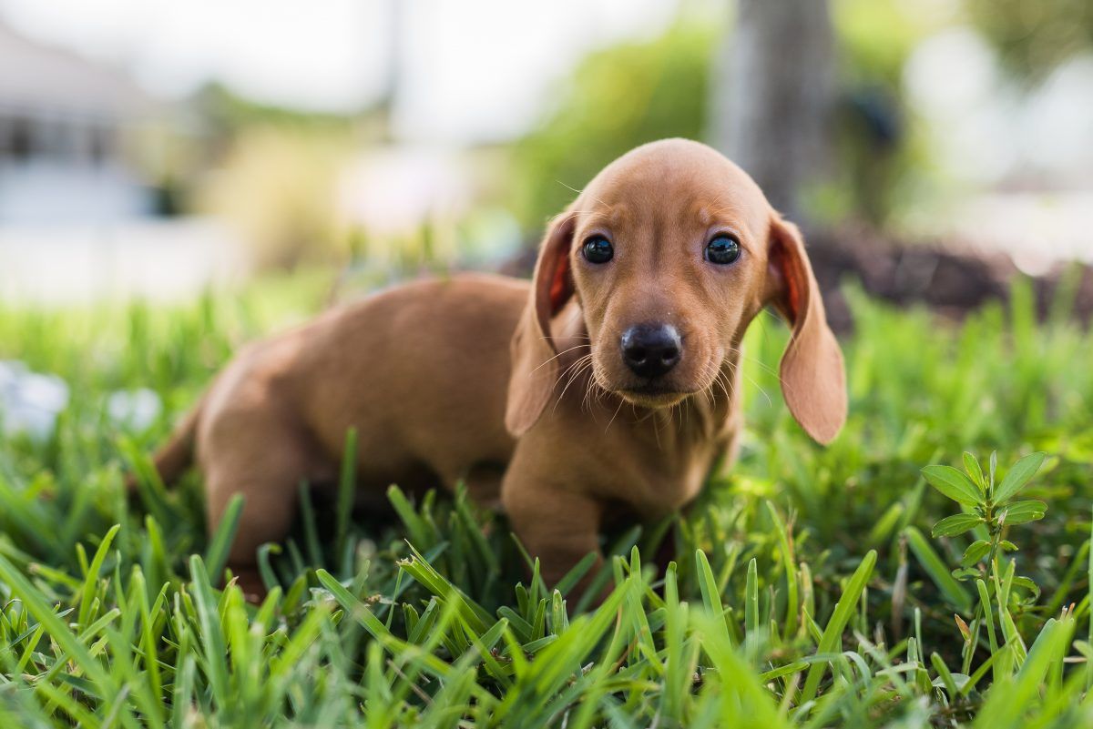 Miniature Dachshund Puppies For Sale In Florida Little Doxies Dachshund Puppies For Sale Dachshund Puppies Dapple Dachshund