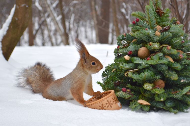 Veverčí Vánoce - krmítko je však určitě lepším řešením (Foto: Shutterstock) - ČESKÉSTAVBY.cz Winter Forest, Squirrel, Rabbit, Fox, Christmas Tree, Animals, Bunny, Teal Christmas Tree, Rabbits