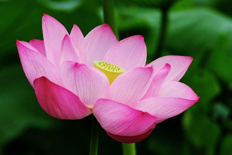 世界の花図鑑 Flowers Plants Rose 世界の花図鑑 Flowers Plants Rose