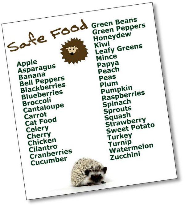 how do it on twitter pygmy hedgehog hedgehog food baby hedgehog